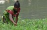 tn_pa12.jpg - <p><strong>Floating Gardens</strong></p>
<p>By cultivating seedlings in the floating garden, Tara was able to plant them earlier in the year and therefore get a better harvest. After the end of the monsoon season, Tara used the old raft as compost to grow crops in the dry season.</p>